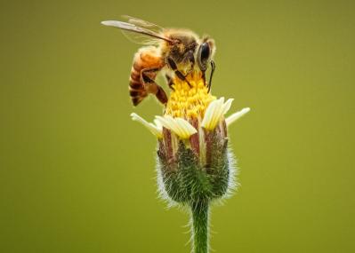 Environment Services