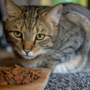 cat eating
