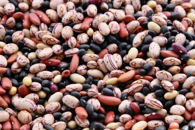 Analysis of Legumes - Tentamus