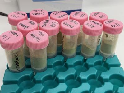 Match Sample